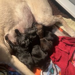 Afghan Hound Puppies from Kelli Kujawa