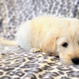 Labradoodle Puppies from Caldron Falls Doodles and Poodles