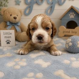 Yogi mint male - Red male Cocker Spaniel puppy in Howe, Indiana from A&J Kennel
