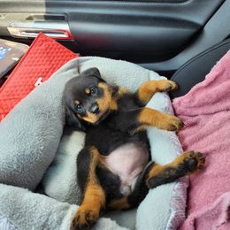 Rottweiler Puppies from Vom Haus Ayers Rottweilers