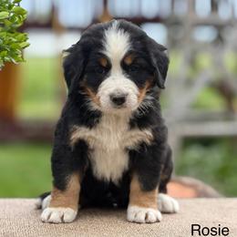 Rosey - Tri-color female Bernese Mountain Dog puppy in New Haven, Indiana from Maumee Berners