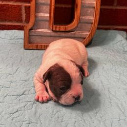 Skye - Blue female Boston Terrier puppy in Conyers, Georgia from Dixe Hill Dogs