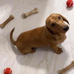 Hershey - Red male Dachshund puppy in Pearland, Texas from Texas Dachshund Dreams