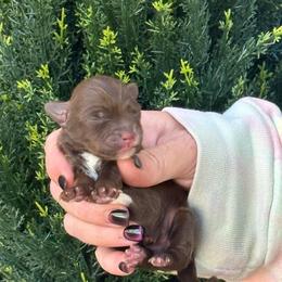 Ms Clause - Chocolate female Yorkipoo puppy in Oakland, Kentucky from Imperial Dogs