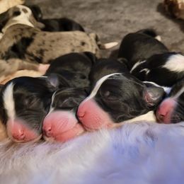 Aussiedoodle puppies from Part of the Family