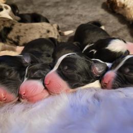 Aussiedoodle puppies from Part of the Family