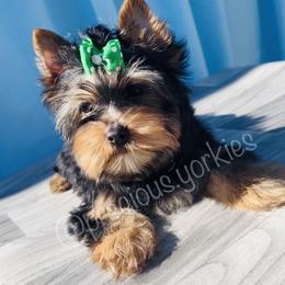 Green Collar - Black and tan Yorkshire Terrier puppy in San Jose, California from Precious Yorkies