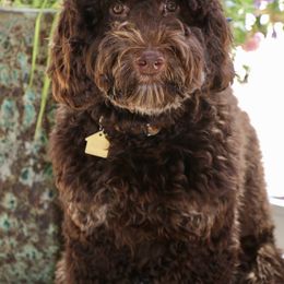 Charlie Brown - Australian Labradoodle