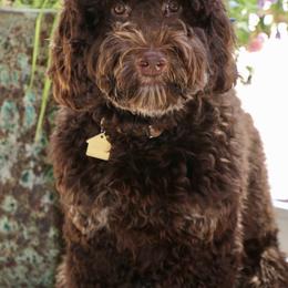 Charlie Brown - Australian Labradoodle