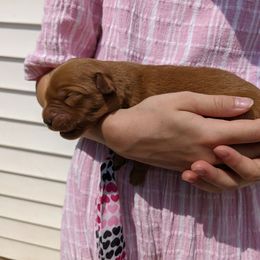 Golden Retriever Puppies from TLC Pups