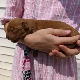 Golden Retriever Puppies from TLC Pups