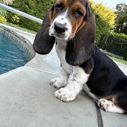 Basset Hound Puppies from Hill Top Basset Hounds & Great Pyrenees