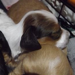 Dachshund Puppies from Molly Dolly's Miniature Dachshunds