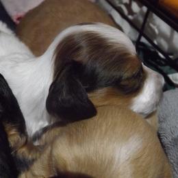 Dachshund Puppies from Molly Dolly's Miniature Dachshunds