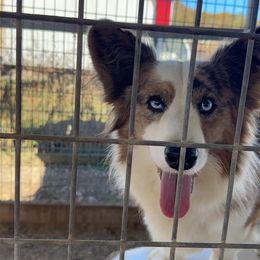 Gimley - Cardigan Welsh Corgi