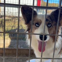 Gimley - Cardigan Welsh Corgi