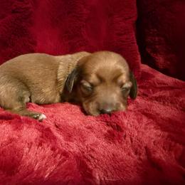 Cinnamon - Chocolate female Dachshund puppy in Bergen, New York from T. Rex Doxies & Friends