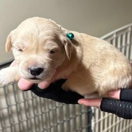 Teal collar - Light golden male Golden Retriever puppy in Indianapolis, Indiana from ZuGolden Retrievers & Doodles