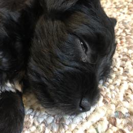 Miniature Schnauzer and Poodle Puppies from Bits & Bytes Farm