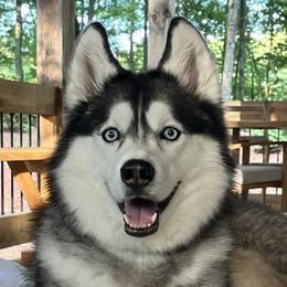 Allie - Siberian Husky