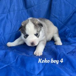 Koko boy 4 - Gray and white male Siberian Husky puppy in Ocala, Florida from Florida Husky Puppies