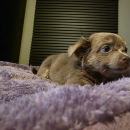 Luna - Chocolate blue Chihuahua puppy in Royal Center, Indiana from Marvelous Chihuahuas