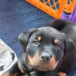 Rottweiler Puppies from Gregory Mulkey's Rottweilers
