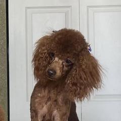 Reagan - Poodle