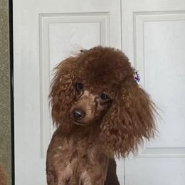Reagan - Poodle