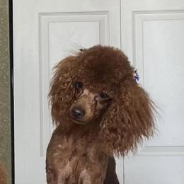Reagan - Poodle