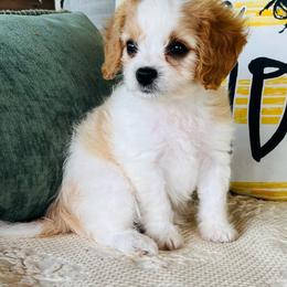 Bodie - Blenheim male Cavapoo puppy in Miami, Oklahoma from BriarCreek Cavapoos