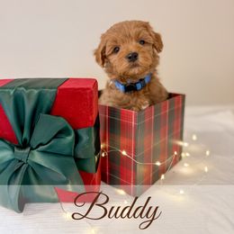 Buddy - Red  male Goldendoodle puppy in Melba, Idaho from KZ Doodles