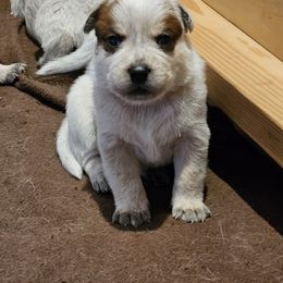 Boomer - Red speckled male Australian Cattle Dog puppy in Cora, Wyoming from Lyla Hinman's Australian Cattle Dogs