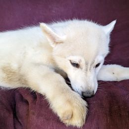 AKC Maroon - Black tan and white Siberian Husky puppy in Antrim, New Hampshire from Hampshire Huskies