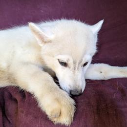AKC Maroon - Black tan and white Siberian Husky puppy in Antrim, New Hampshire from Hampshire Huskies