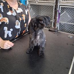 Sassy - Shih Tzu