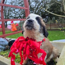 Boy 2 - Red and white male Saint Bernard puppy in Castle Rock, Washington from PNW Saint Berdoodles