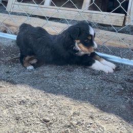 Miniature Australian Shepherd Puppies from Strawberry Mountain Mini Aussies