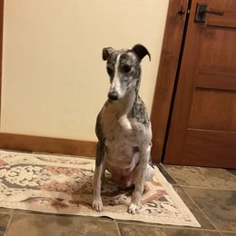 Sam - Whippet