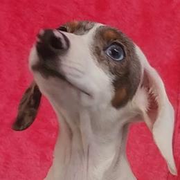 Red - Gray (blue) and tan female Dachshund puppy in Ridge, New York from Tracy's Puppy Club