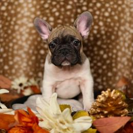 Cassian - White and fawn male French Bulldog puppy in Twin Falls, Idaho from Whispering White Pines Labradors
