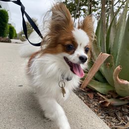 Papillon All Grown Up from PapillonPups