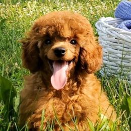 Boy 1 - Red  Poodle puppy in Westfield, Indiana from GentleID