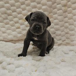 Purple collar - Gray female Cane Corso puppy in Fritch, Texas from Carrie Brown's Cane Corsos