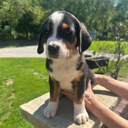Boy 2 - Black, white and red male Greater Swiss Mountain Dog puppy in Lower Burrell, Pennsylvania from Polyanna’s GSMD