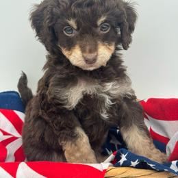 Poppy - Red phantom female Aussiedoodle puppy in Austin, Texas from Doodles of Central Texas