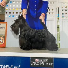 Arwen - Scottish Terrier