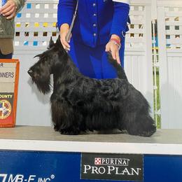 Arwen - Scottish Terrier