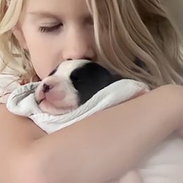 Border Collie puppies from Snowbird Border Collies