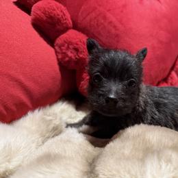 XOXO - Brindle male Cairn Terrier puppy in Lipan, Texas from Flyin G Cairns